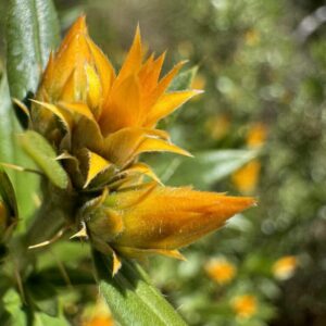 Del 26 al 29 de abril, se subieron 5352 especies a la plataforma iNaturalist. Entre las más de 700 ciudades participantes, La Paz ocupó el primer lugar. El número de participantes también fue notable: en La Paz, casi 3600 entusiastas de la naturaleza participaron del concurso de especies animales y vegetales. Esto no sólo contribuyó a explorar la biodiversidad local, sino también a concienciar a la población sobre ella.
